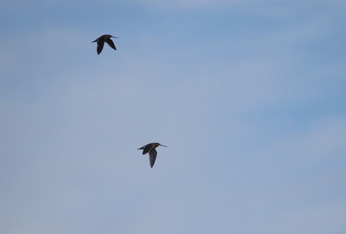 Agachadiza Común - ML646748379