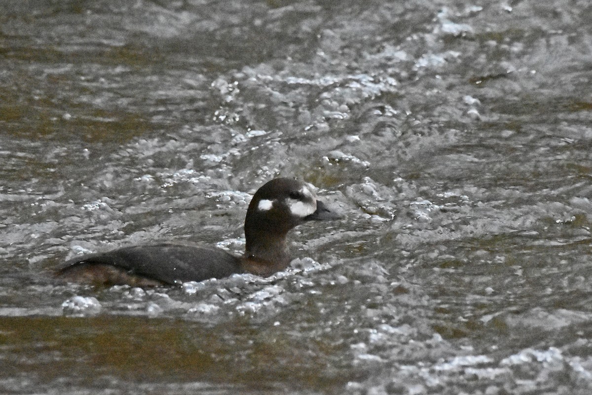 Ahate arlekina - ML646748380