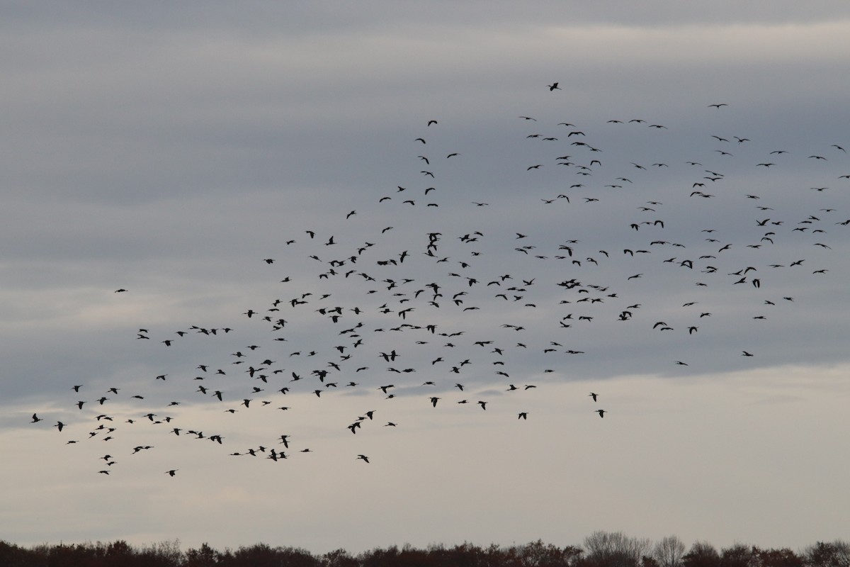 ibis hnědý - ML646748381