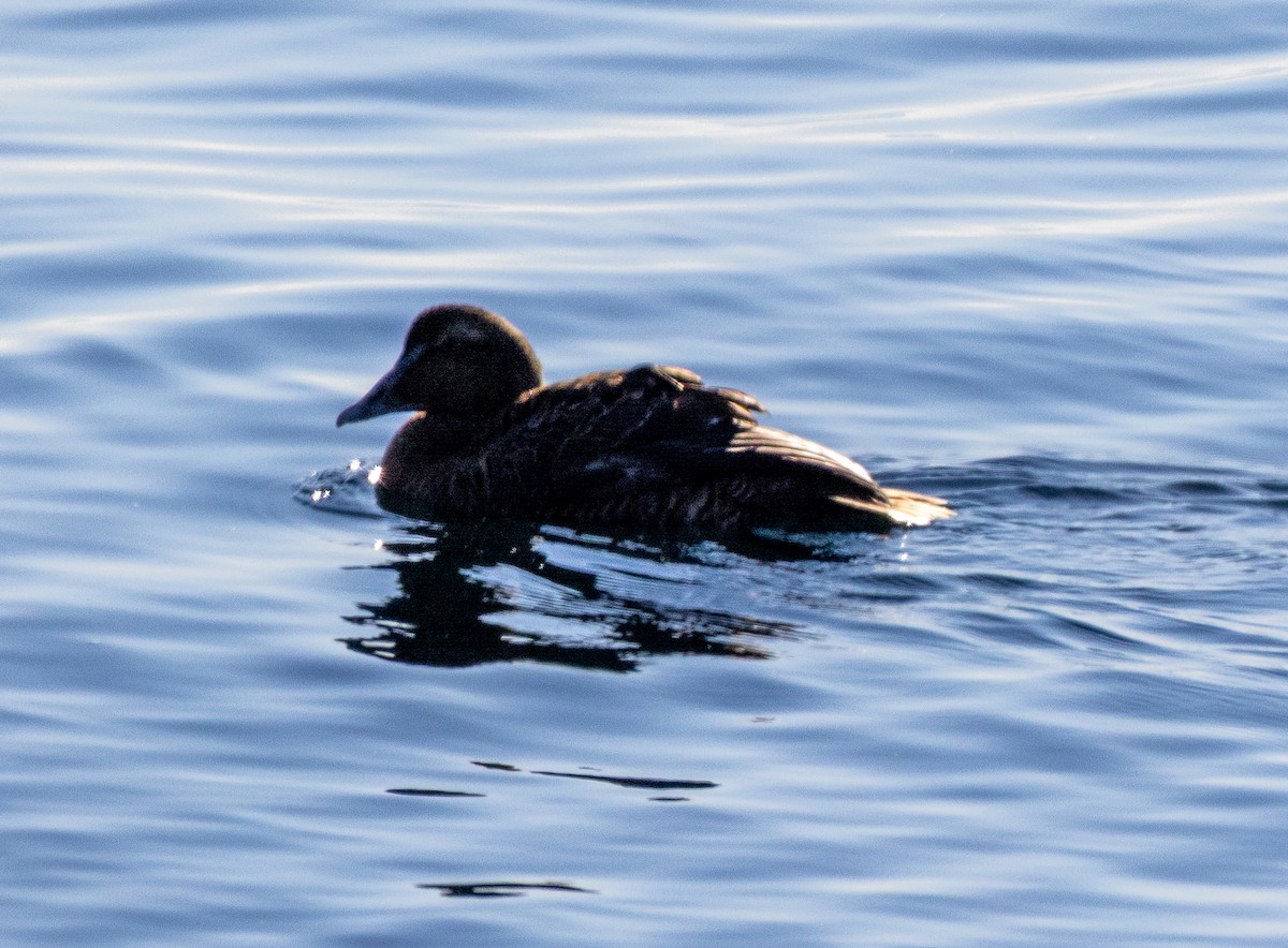 אדרית שחורת-כיפה - ML646748387