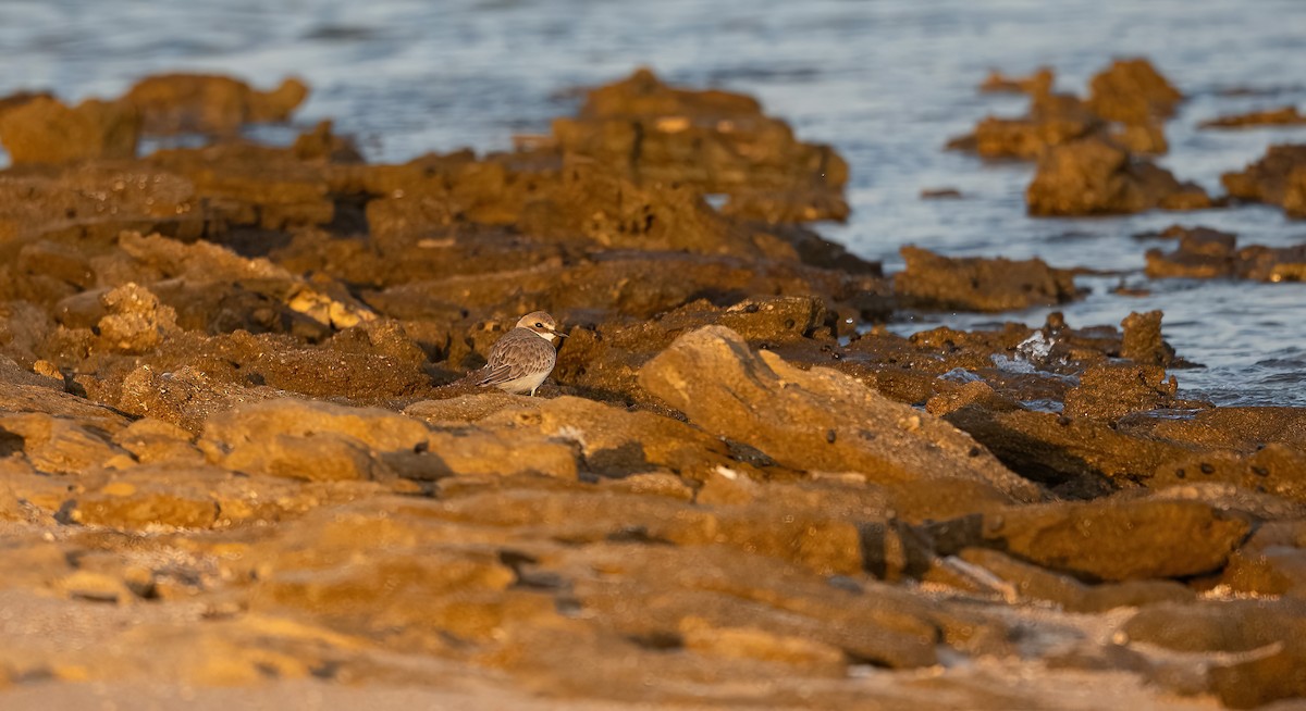 鐵嘴鴴 - ML646748388