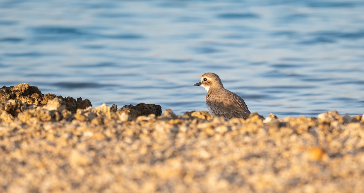 鐵嘴鴴 - ML646748391
