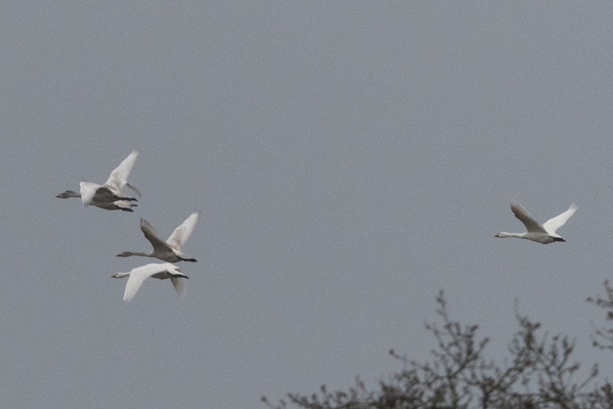 ברבור קטן (אירואסייתי) - ML646748393