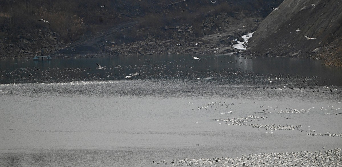 Kanadagans - ML646748395