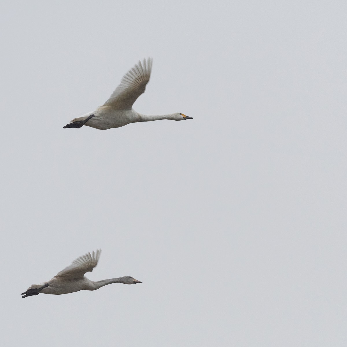 ברבור קטן (אירואסייתי) - ML646748396