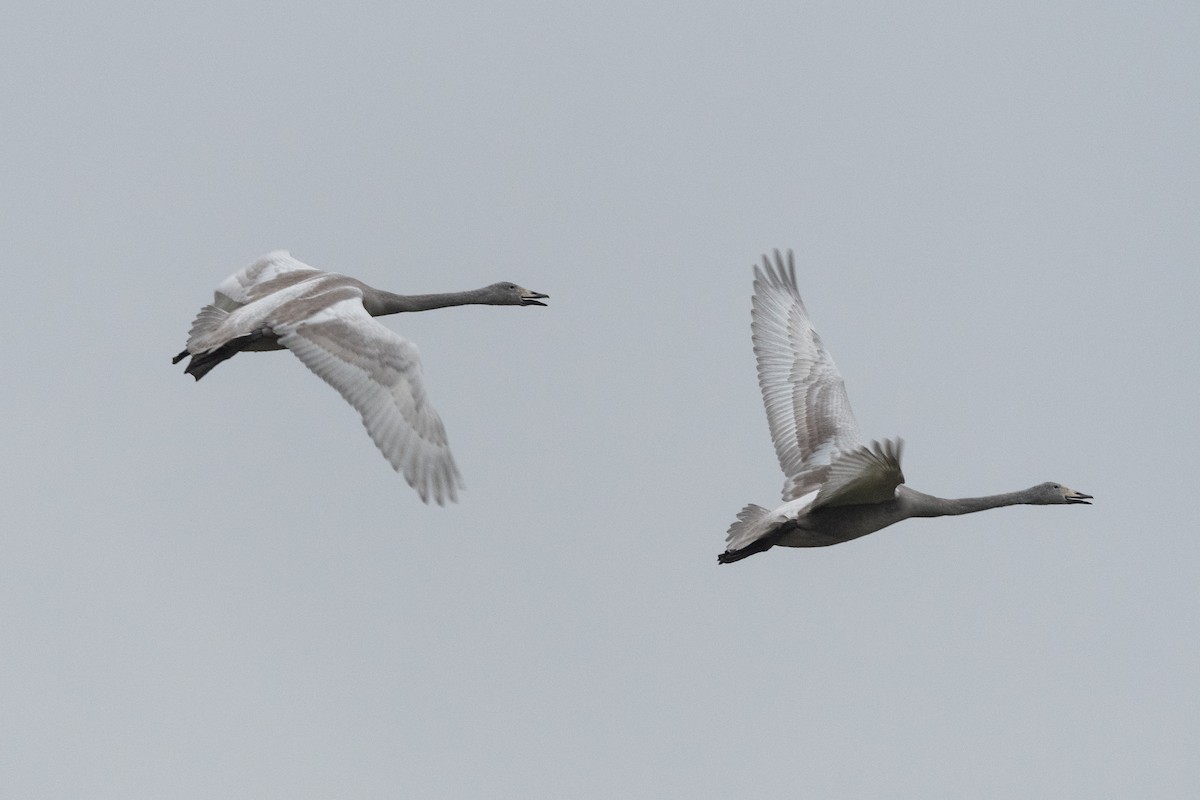 ברבור קטן (אירואסייתי) - ML646748397