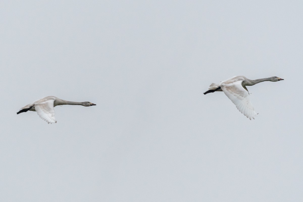ברבור קטן (אירואסייתי) - ML646748398