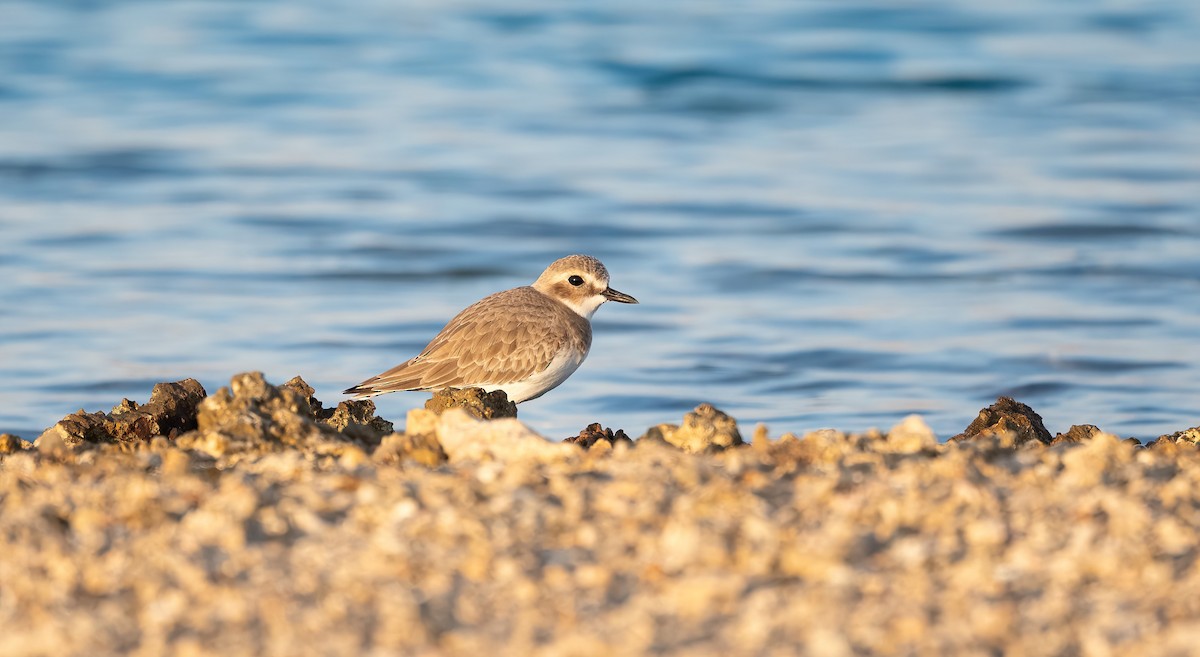חופמי חוף - ML646748400