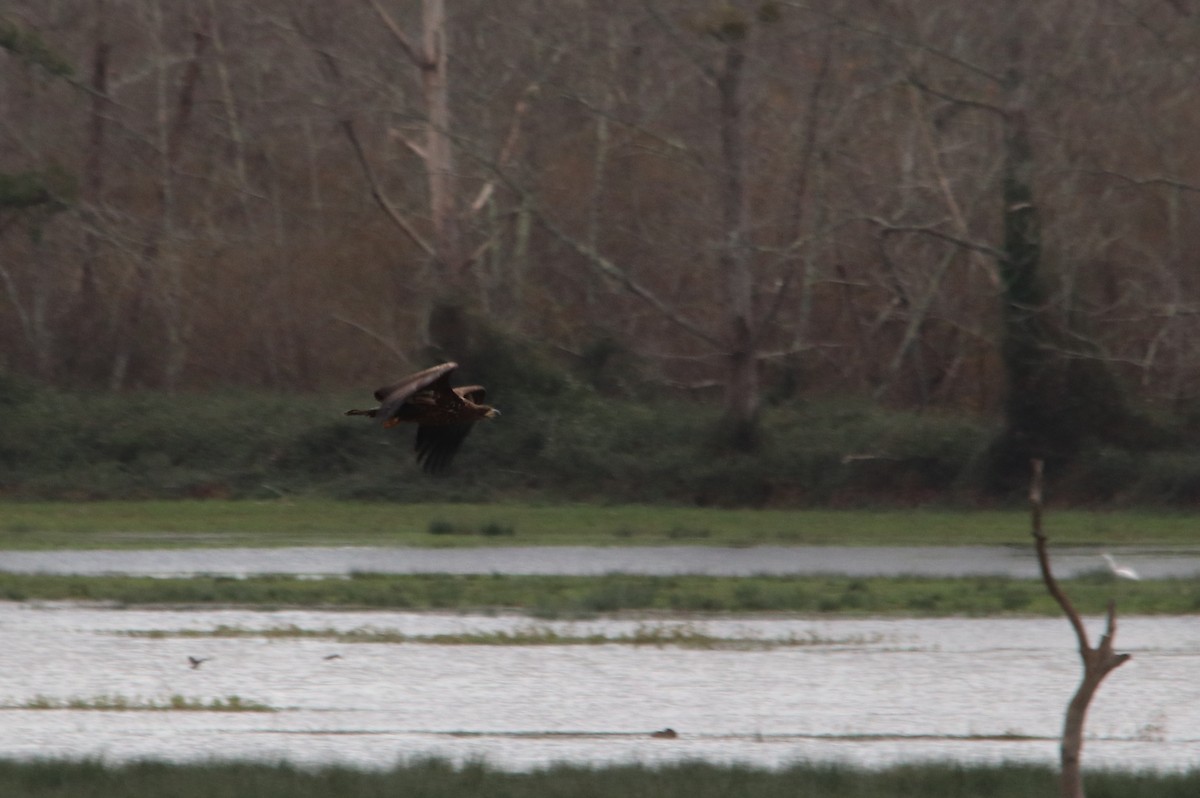 orel mořský - ML646748401