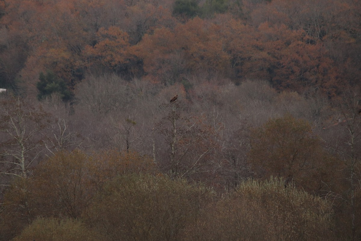 orel mořský - ML646748402