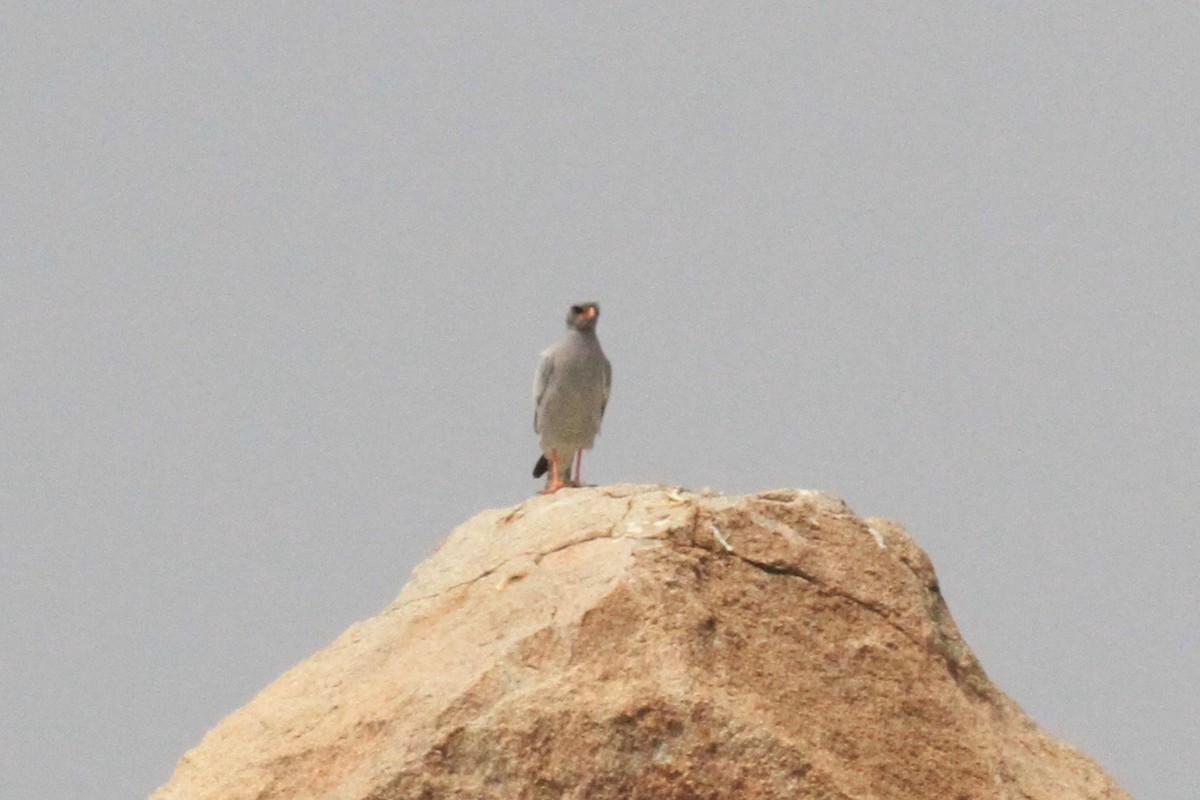 נץ קולני בהיר - ML646748404