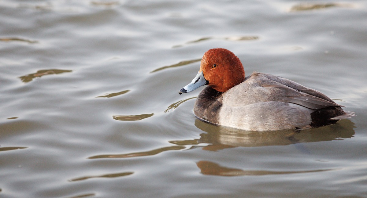צולל אמריקני - ML646748406