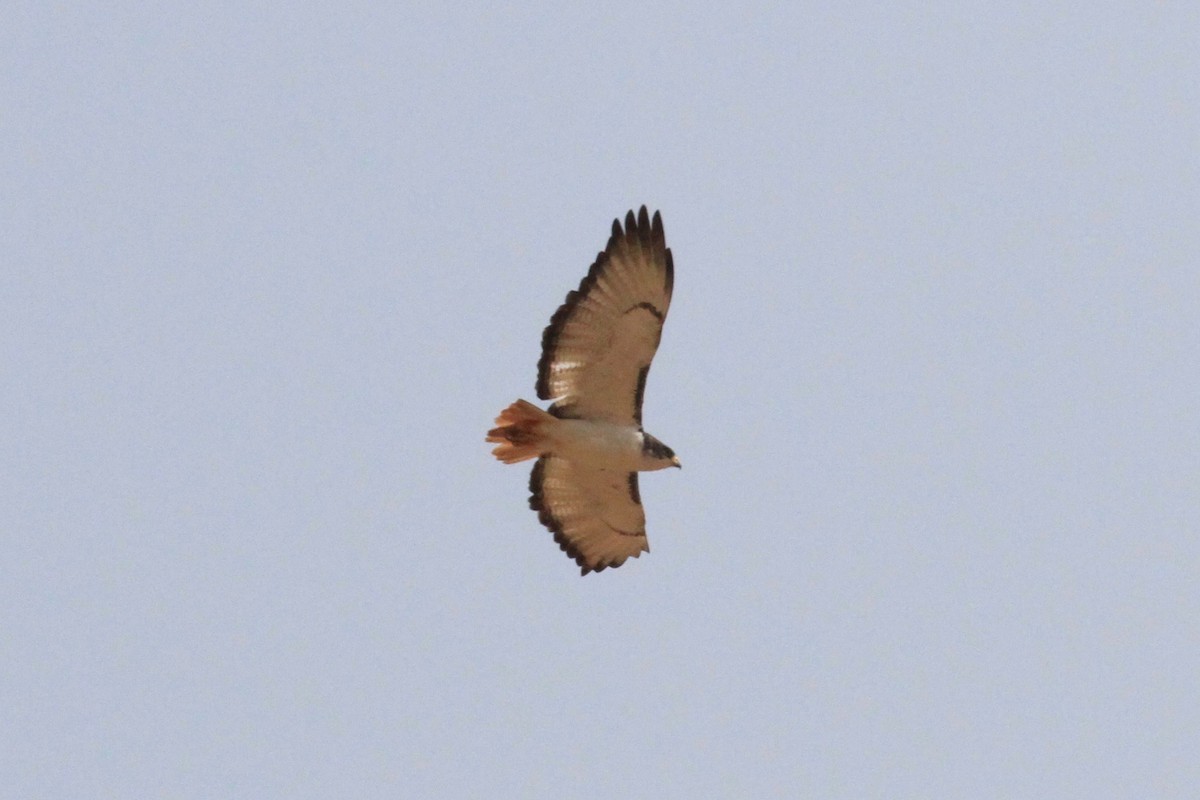 Augur Buzzard (Augur) - ML646748407