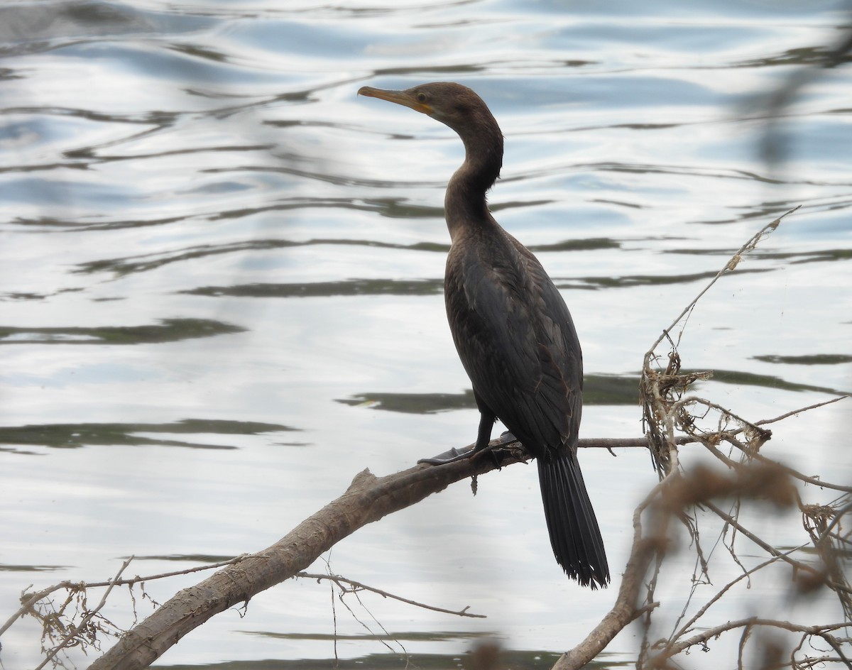Neotropic Cormorant - ML646748408