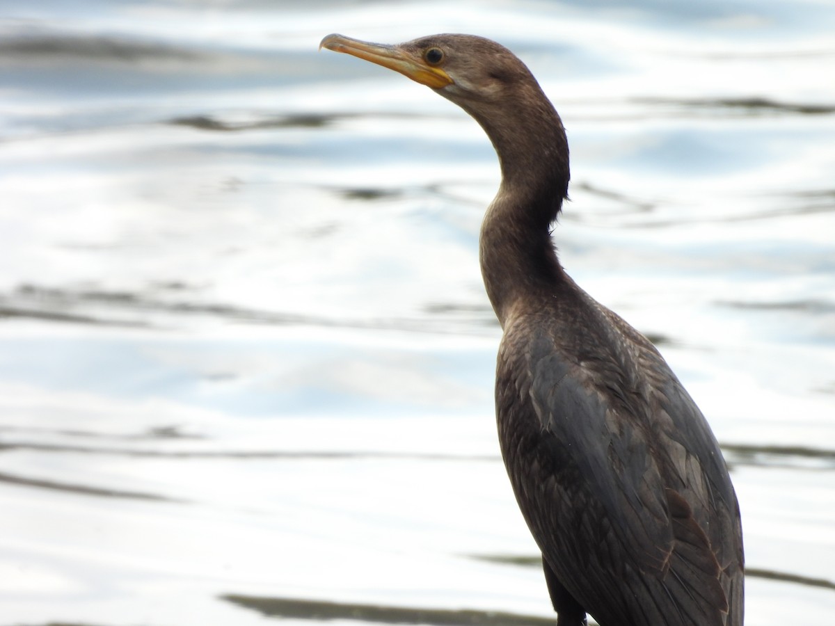 Neotropic Cormorant - ML646748409