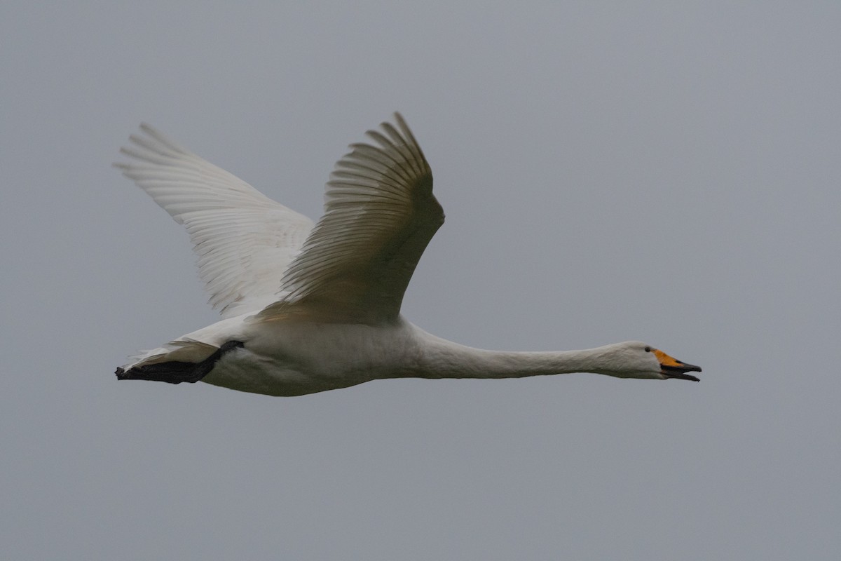 ברבור שר - ML646748410