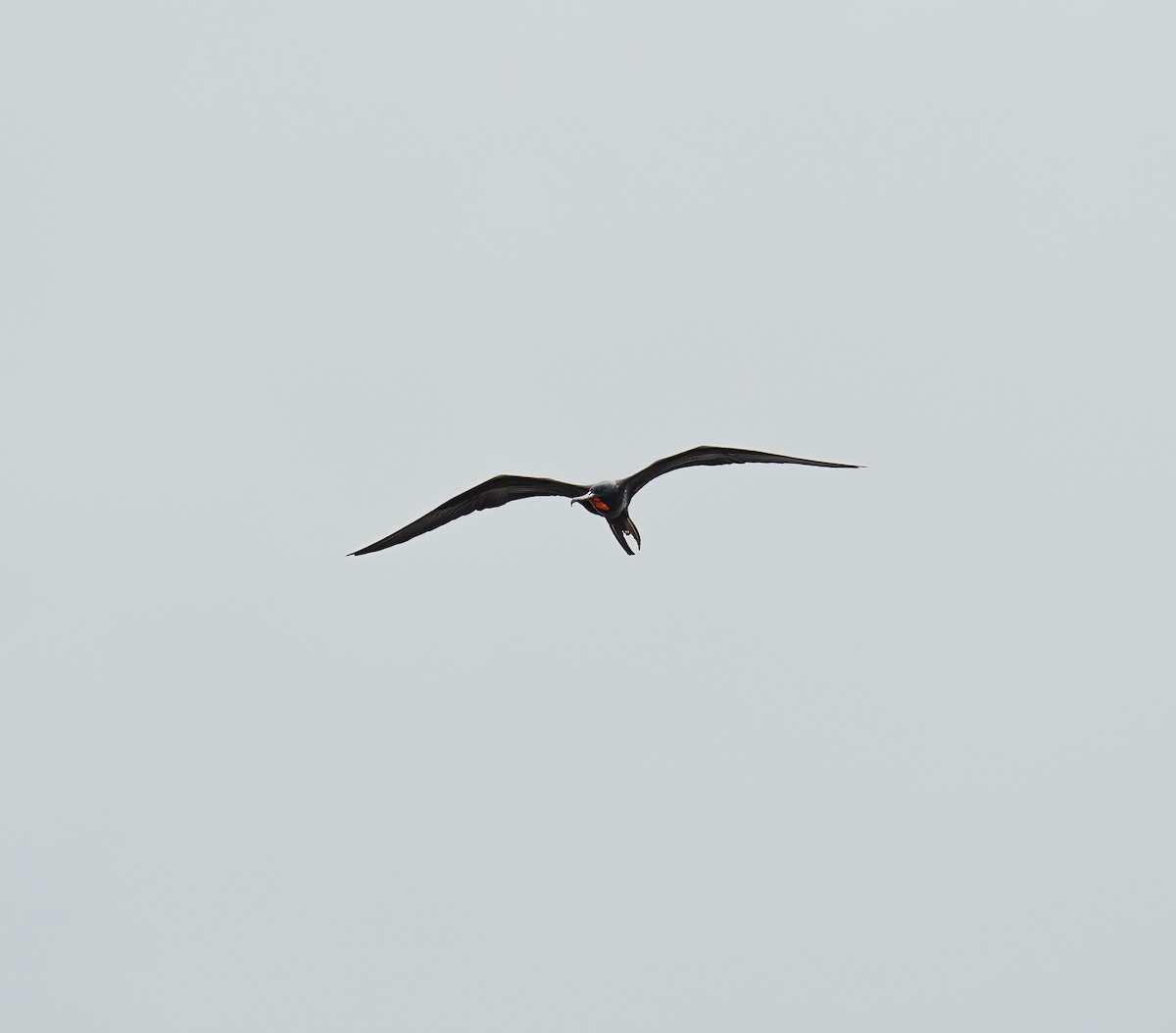 Magnificent Frigatebird - ML646748411