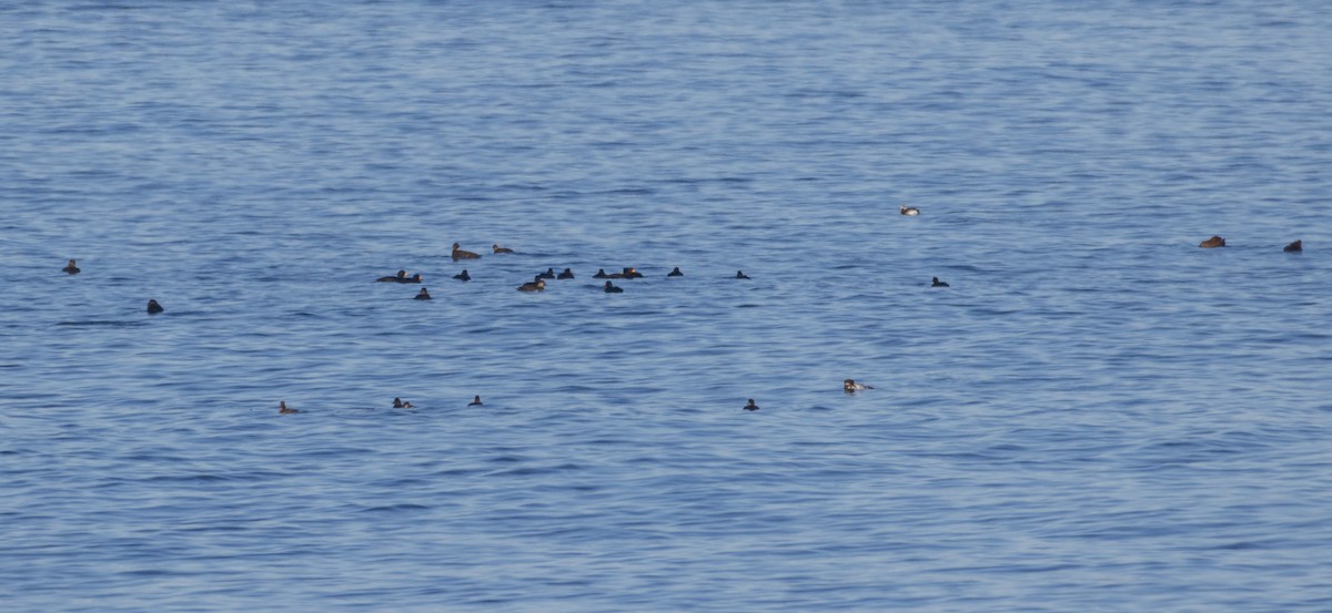 amerikasvartand - ML646748412