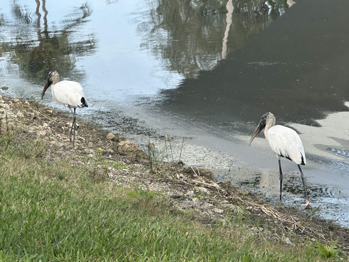 Wood Stork - ML646748413