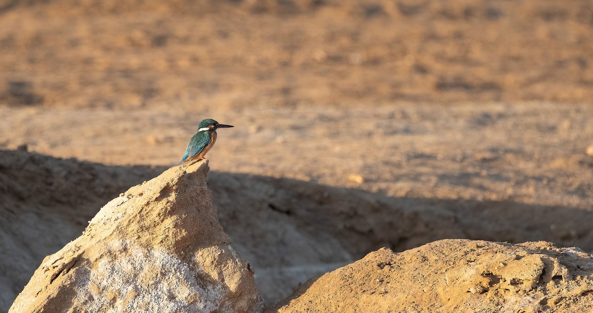 שלדג גמדי - ML646748414