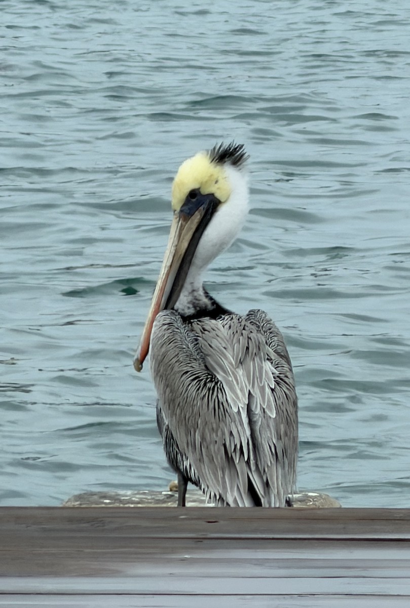 Braunpelikan - ML646748415