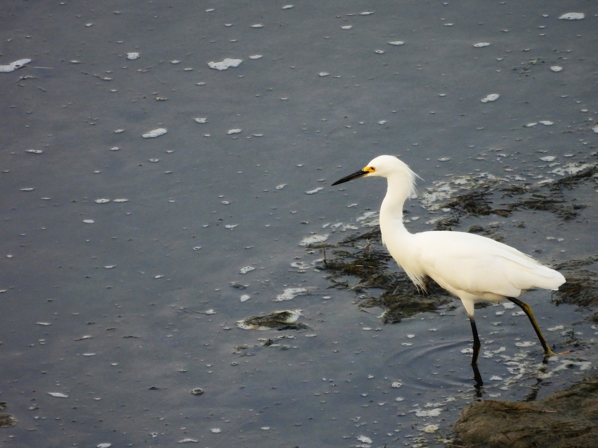 לבנית אמריקנית - ML646748416
