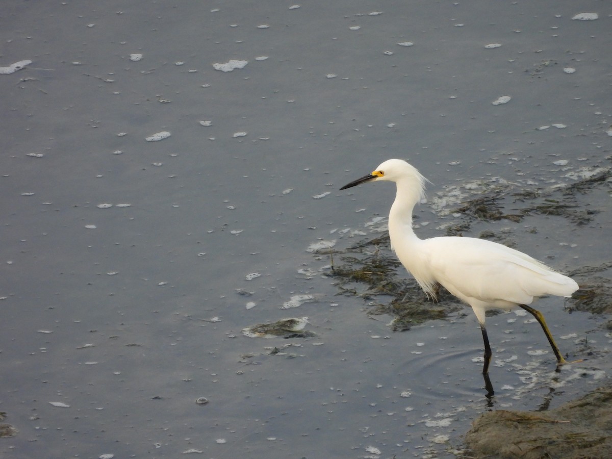 לבנית אמריקנית - ML646748417