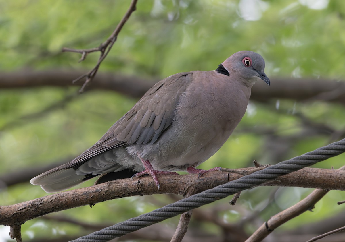Mourning Collared-Dove - ML646748418