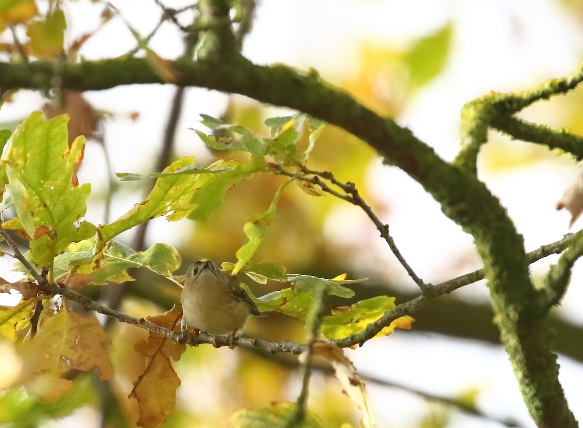 Goldcrest - ML646748419