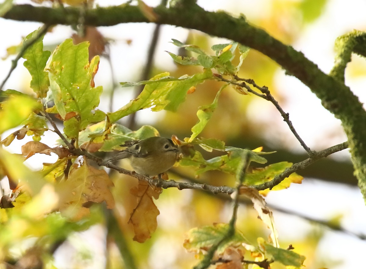 Goldcrest - ML646748420