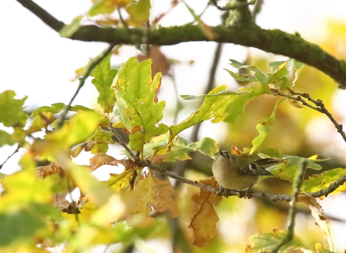 Goldcrest - ML646748421