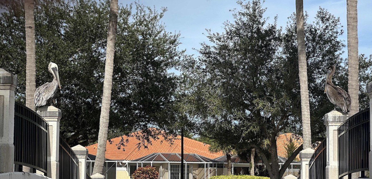 שקנאי חום - ML646748422