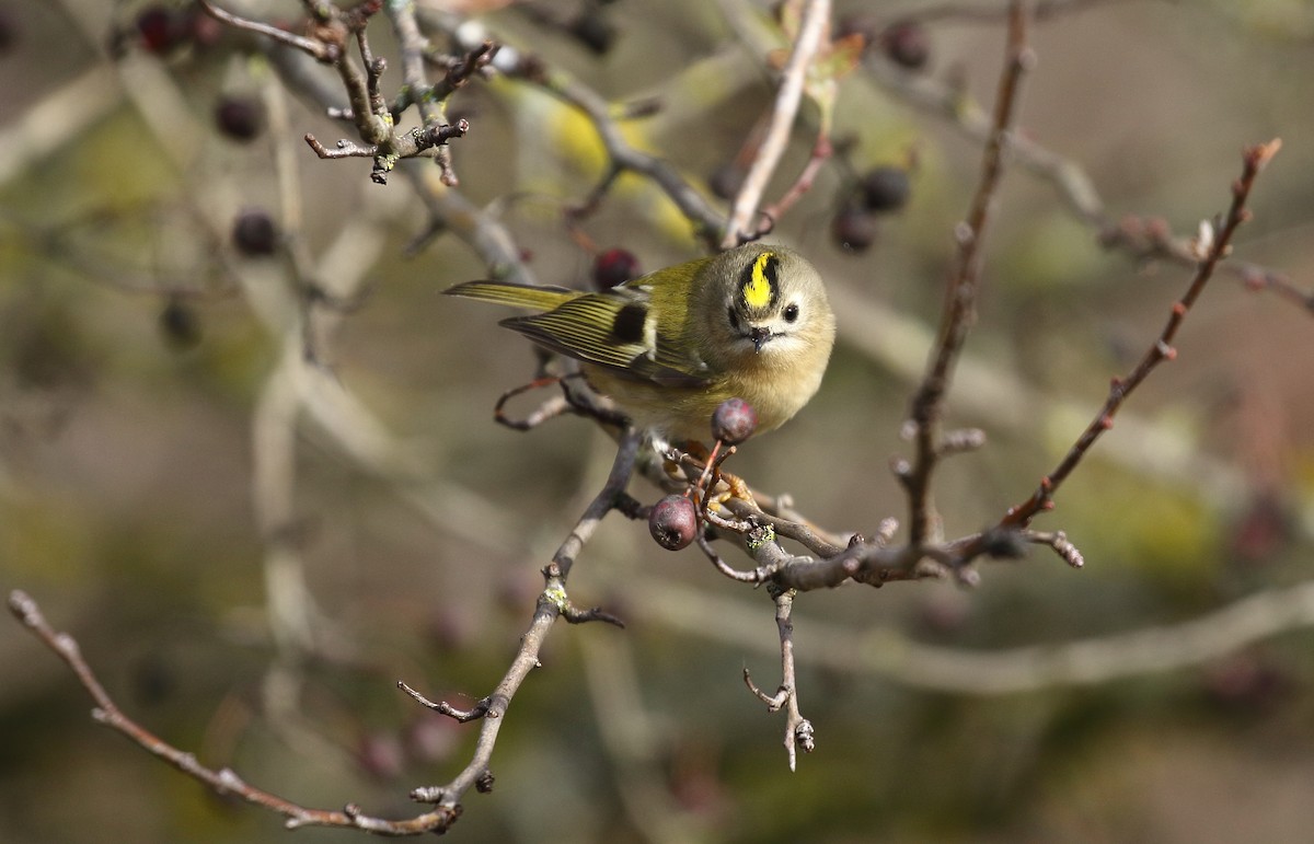Goldcrest - ML646748423