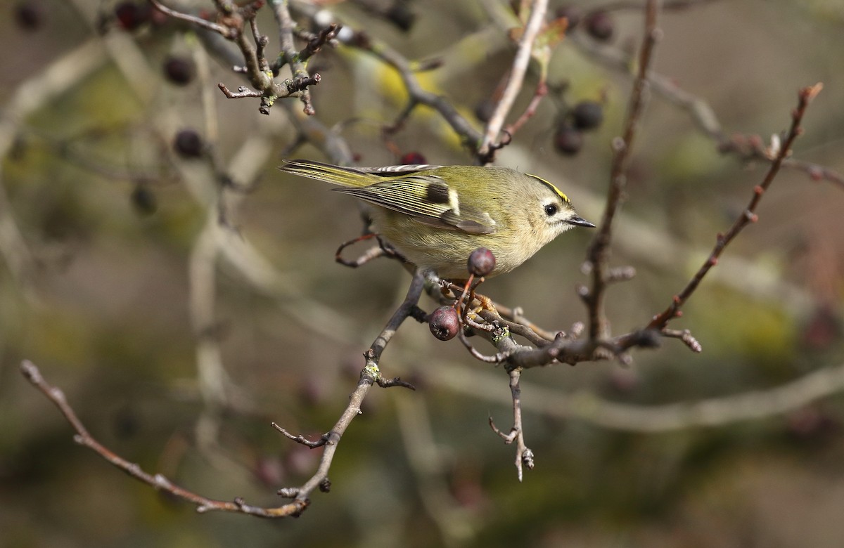 Goldcrest - ML646748424