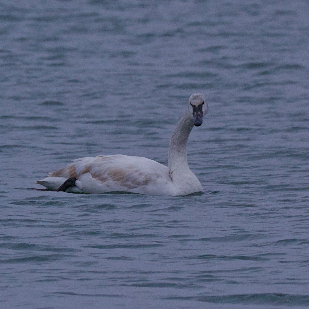 ברבור אמריקני - ML646748425