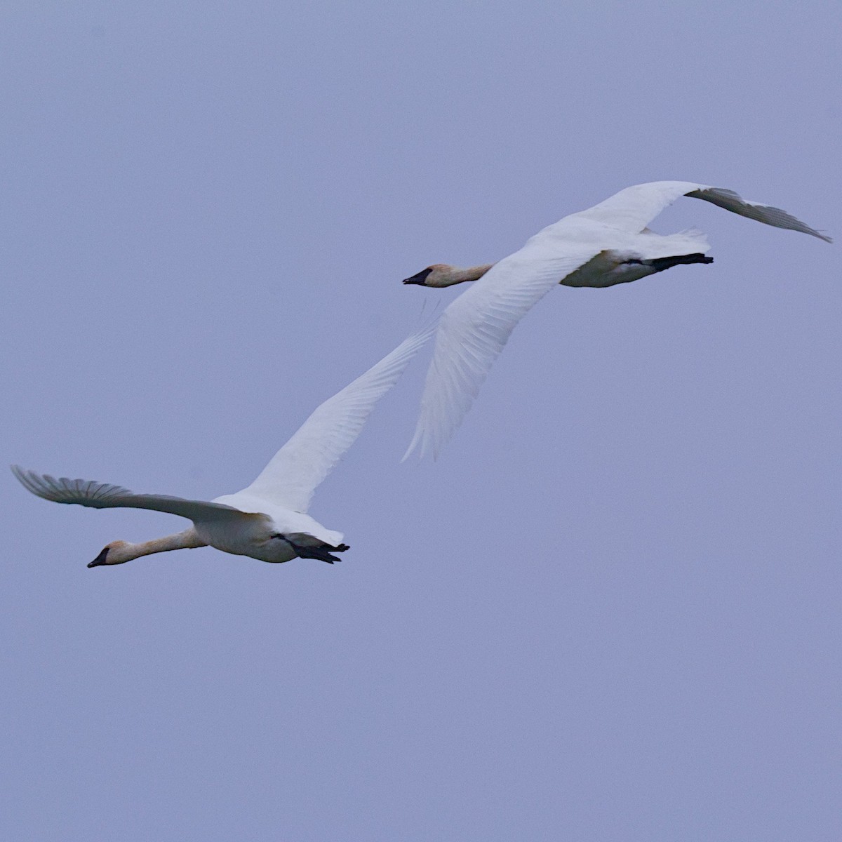 ברבור אמריקני - ML646748426