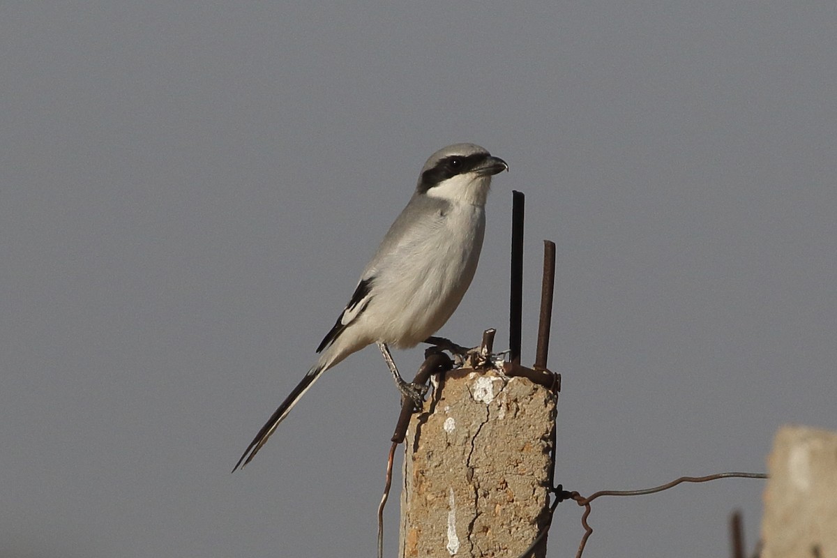 חנקן גדול (הודי) - ML646748428