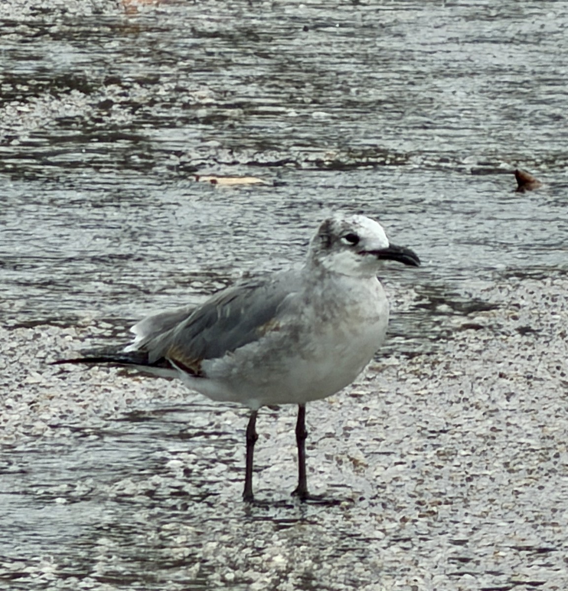 Aztekenmöwe - ML646748429