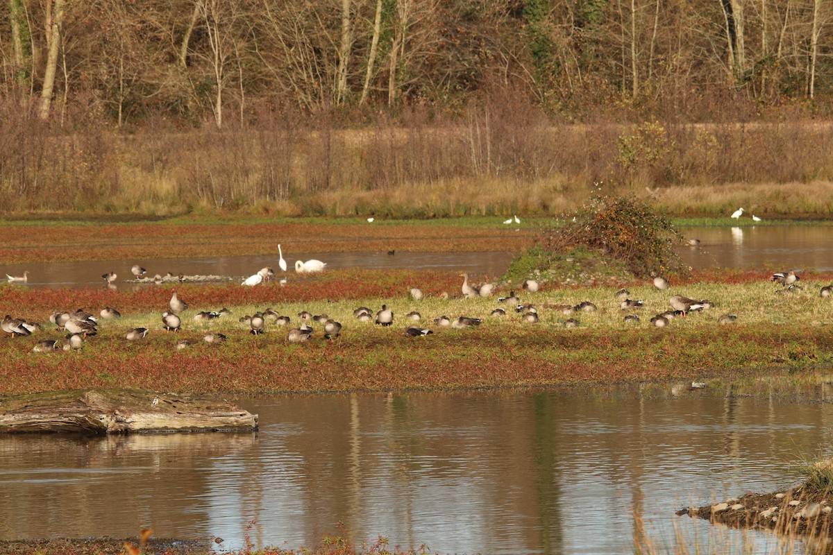 Oie cendrée - ML646748430