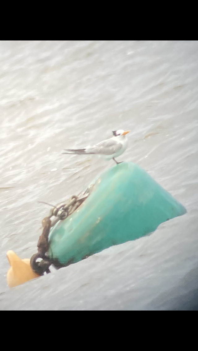 Lesser Crested Tern - ML646748434