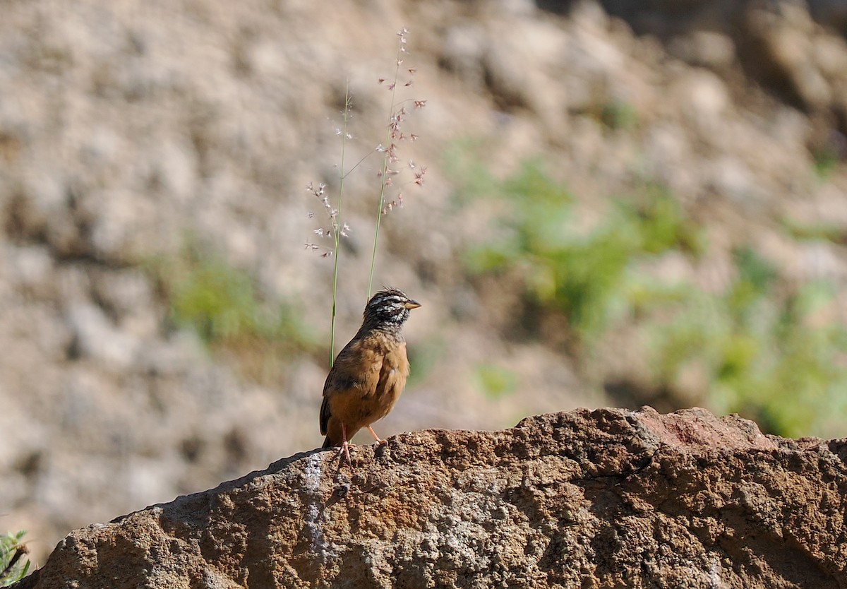 Cinnamon-breasted Bunting - ML646748436
