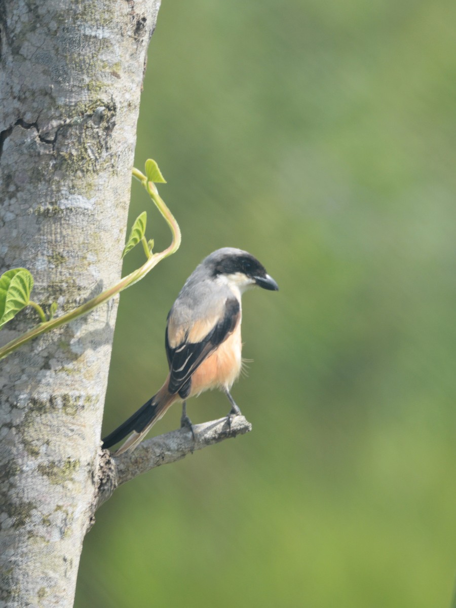 Long-tailed Shrike - ML646748437