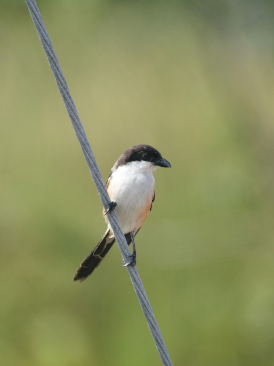 Long-tailed Shrike - ML646748438