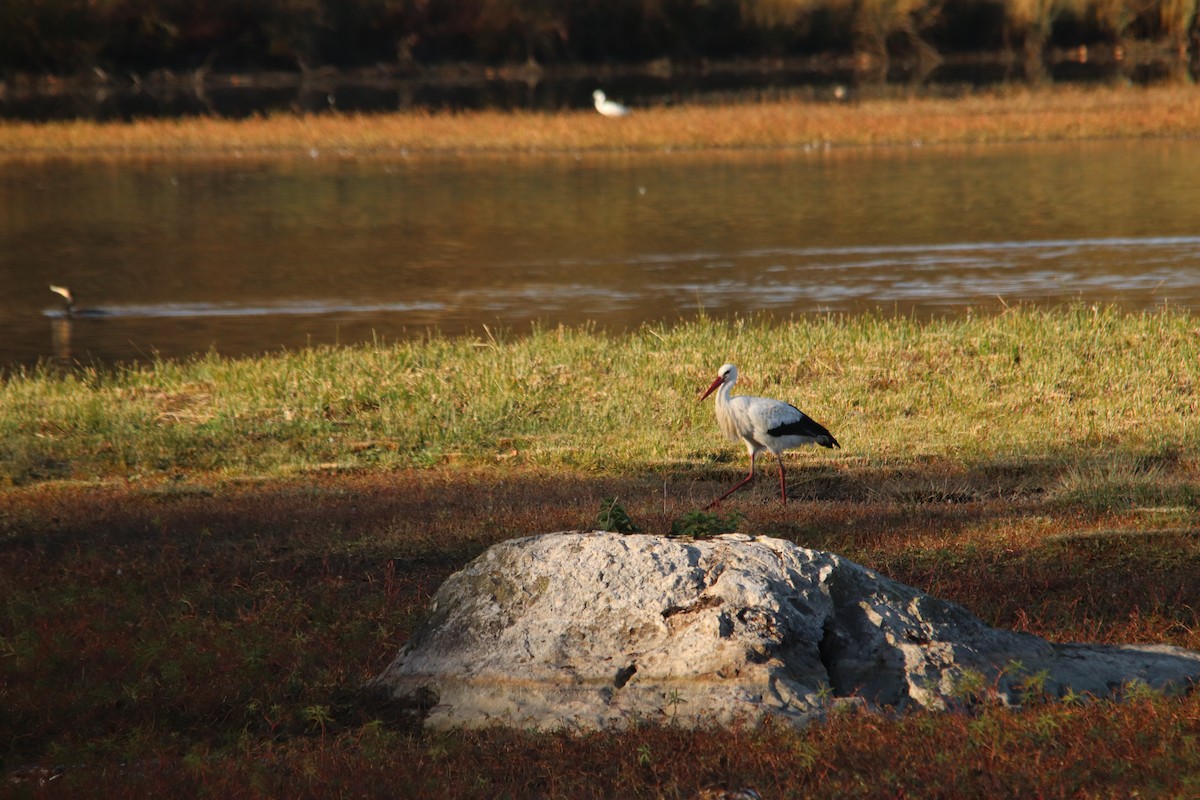 čáp bílý - ML646748439