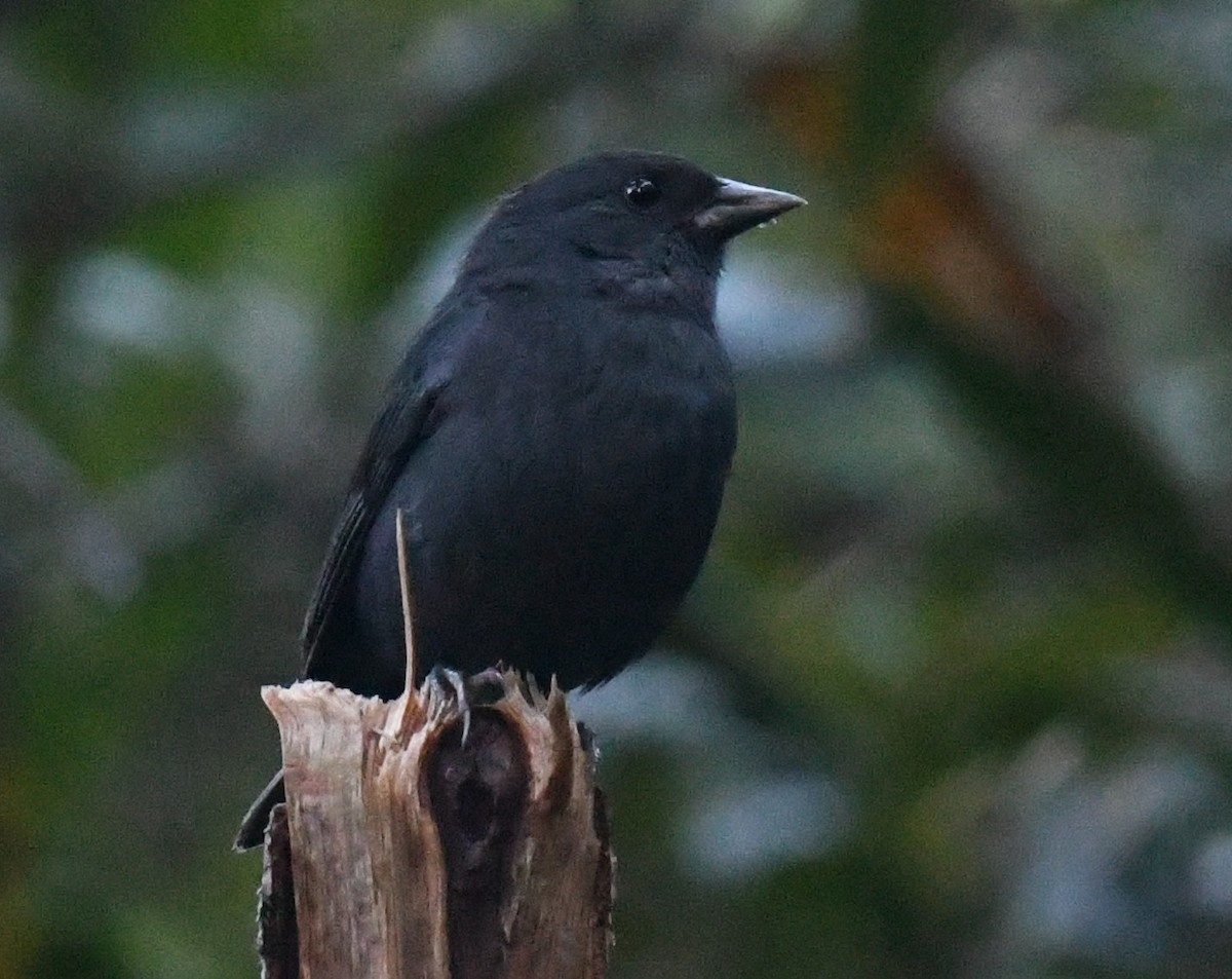 Slaty Finch - ML646748442
