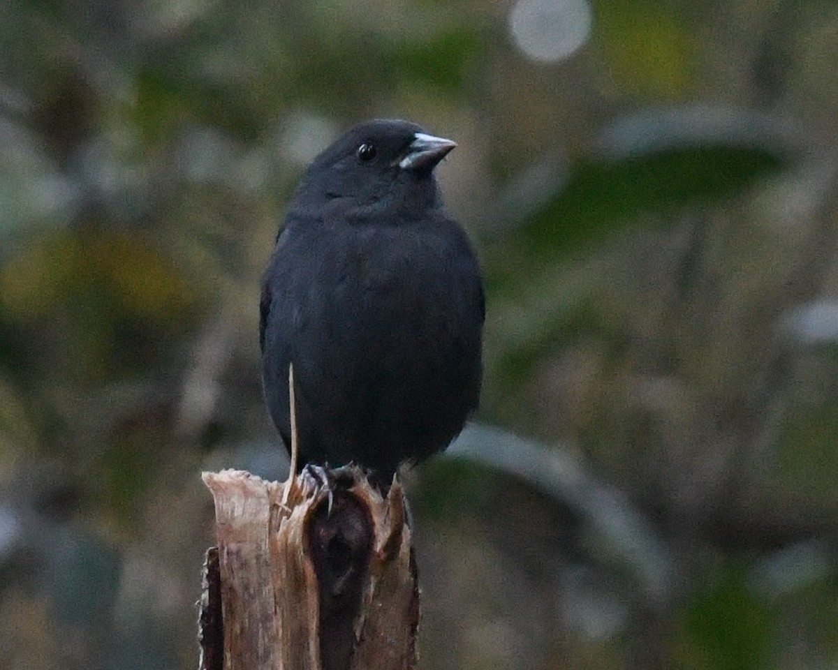 Slaty Finch - ML646748443