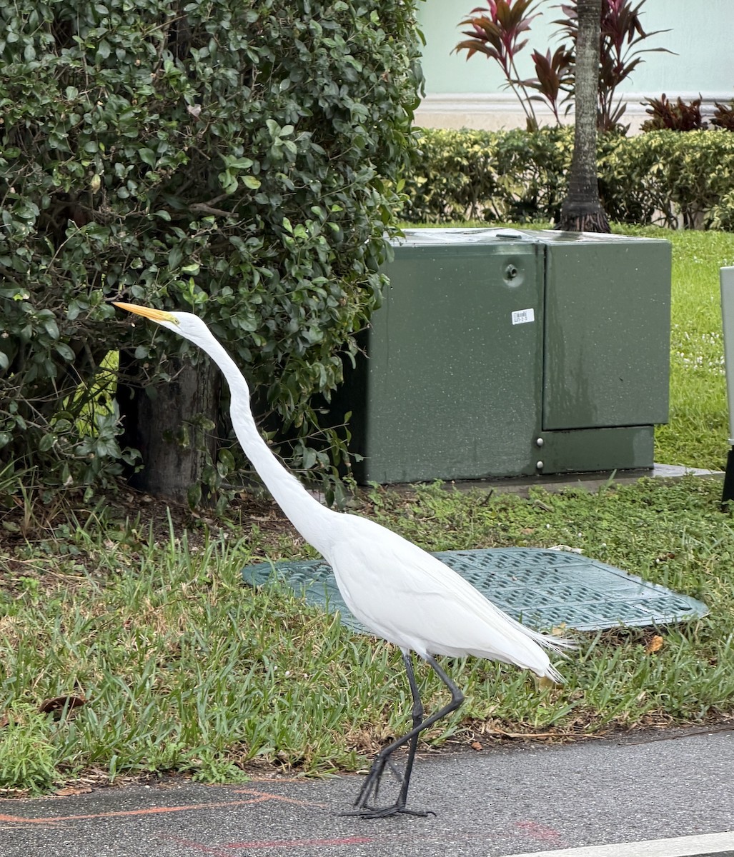 Silberreiher - ML646748444