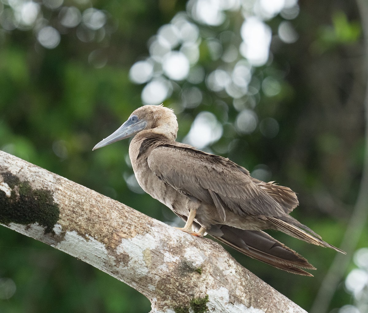 Brown Booby - ML646748445