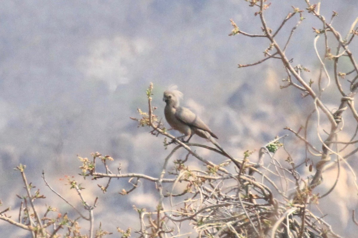 Gray Go-away-bird - ML646748446