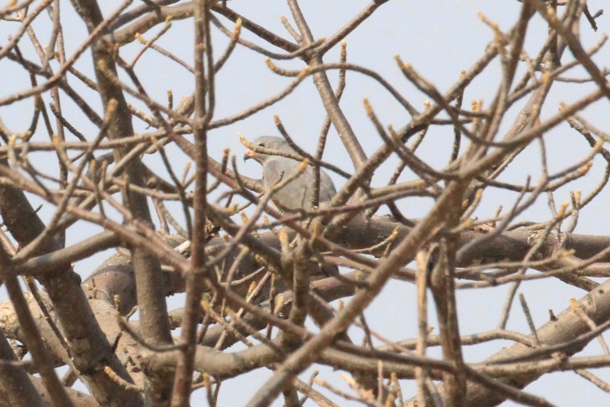 Lizard Buzzard - ML646748448